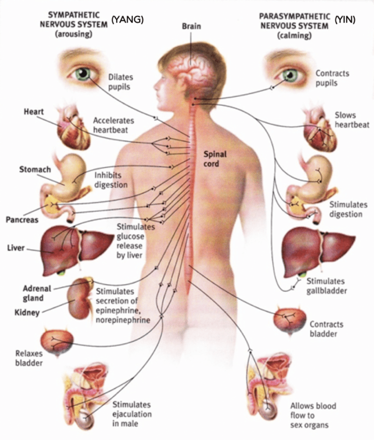 Autonomic Nervous system: Sympathetic (Yang)/ Parasympathetic (Yin)