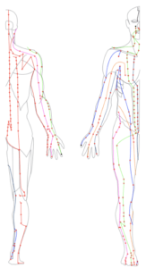 12 Channels/ Meridians